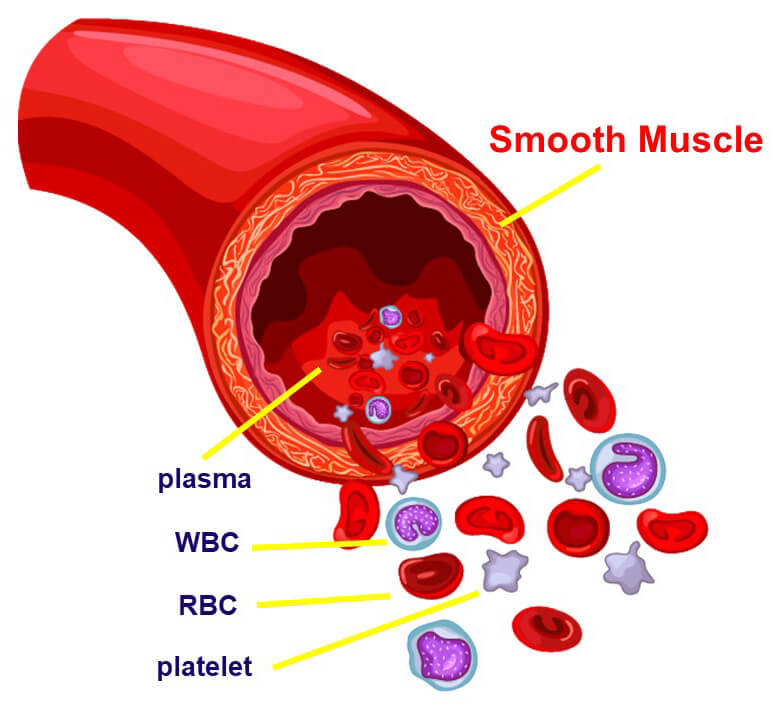 Blood vessels have a smooth muscle layer that allows them to contract.