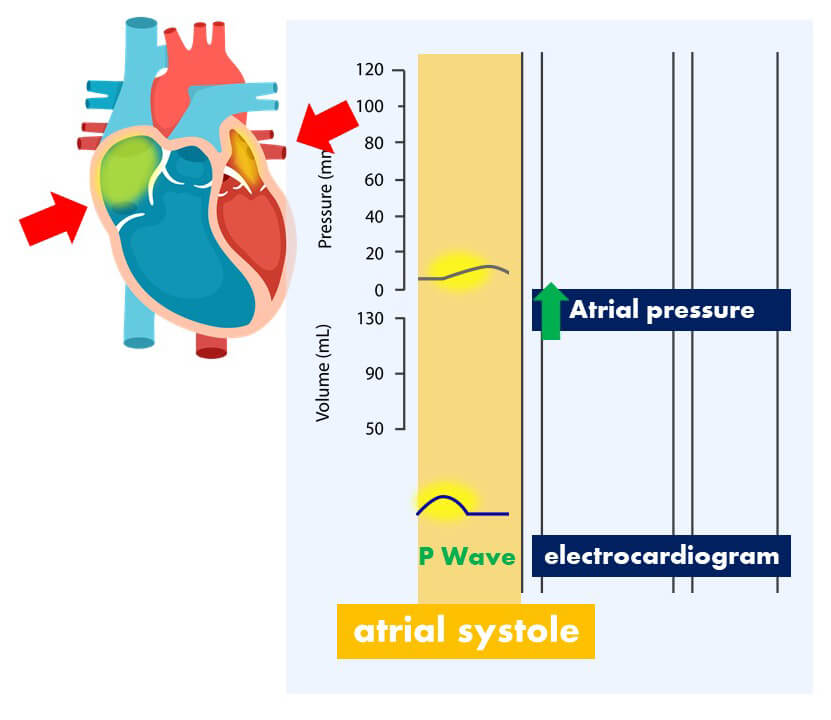 Diagram highlighting the relationship between the P wave and atrial pressure during atrial systole.