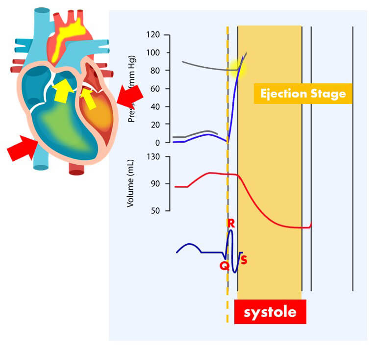 During the ejection stage, ventricular volume decreases (red graph) as blood is ejected out to the aorta and to the different parts of the body.